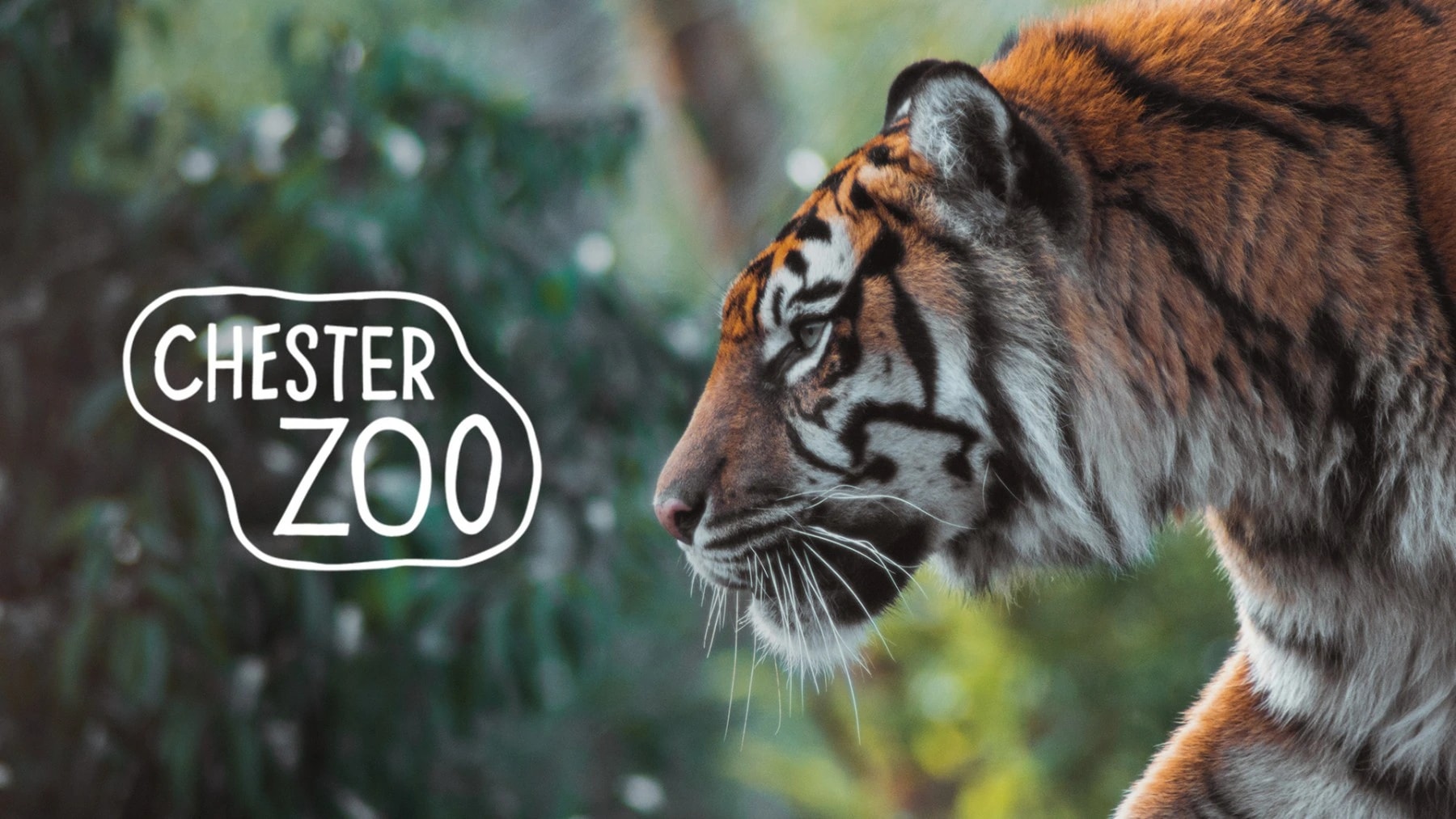 Notorious Communications Launches Easter Campaign for Chester Zoo — 2