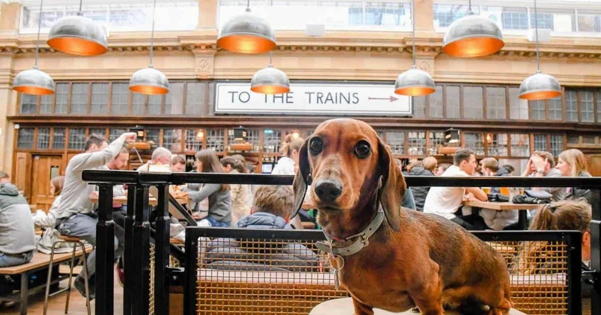 Market Place Launches Dog-Friendly Cocktail Menu Across Three London Venues — 4