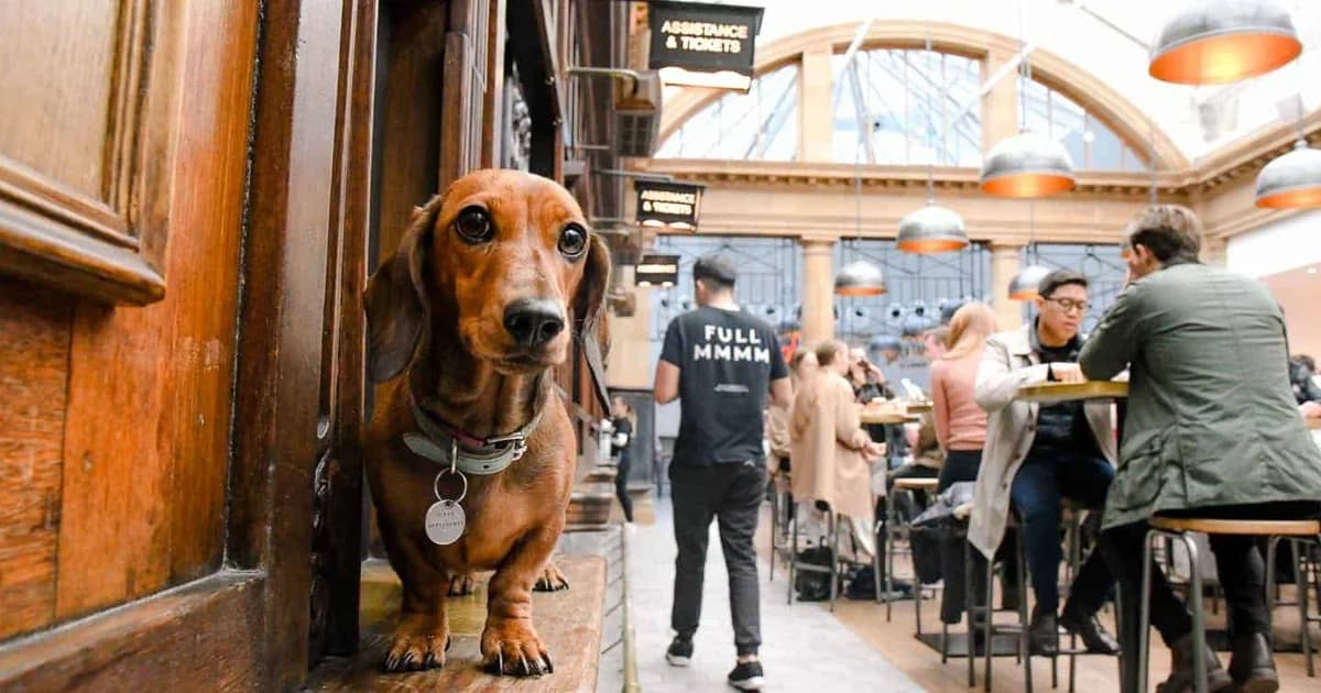 Market Place Launches Dog-Friendly Cocktail Menu Across Three London Venues