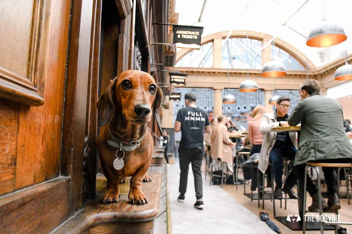 Market Place Launches Dog-Tails Campaign for Pet-Friendly Food Halls — 3