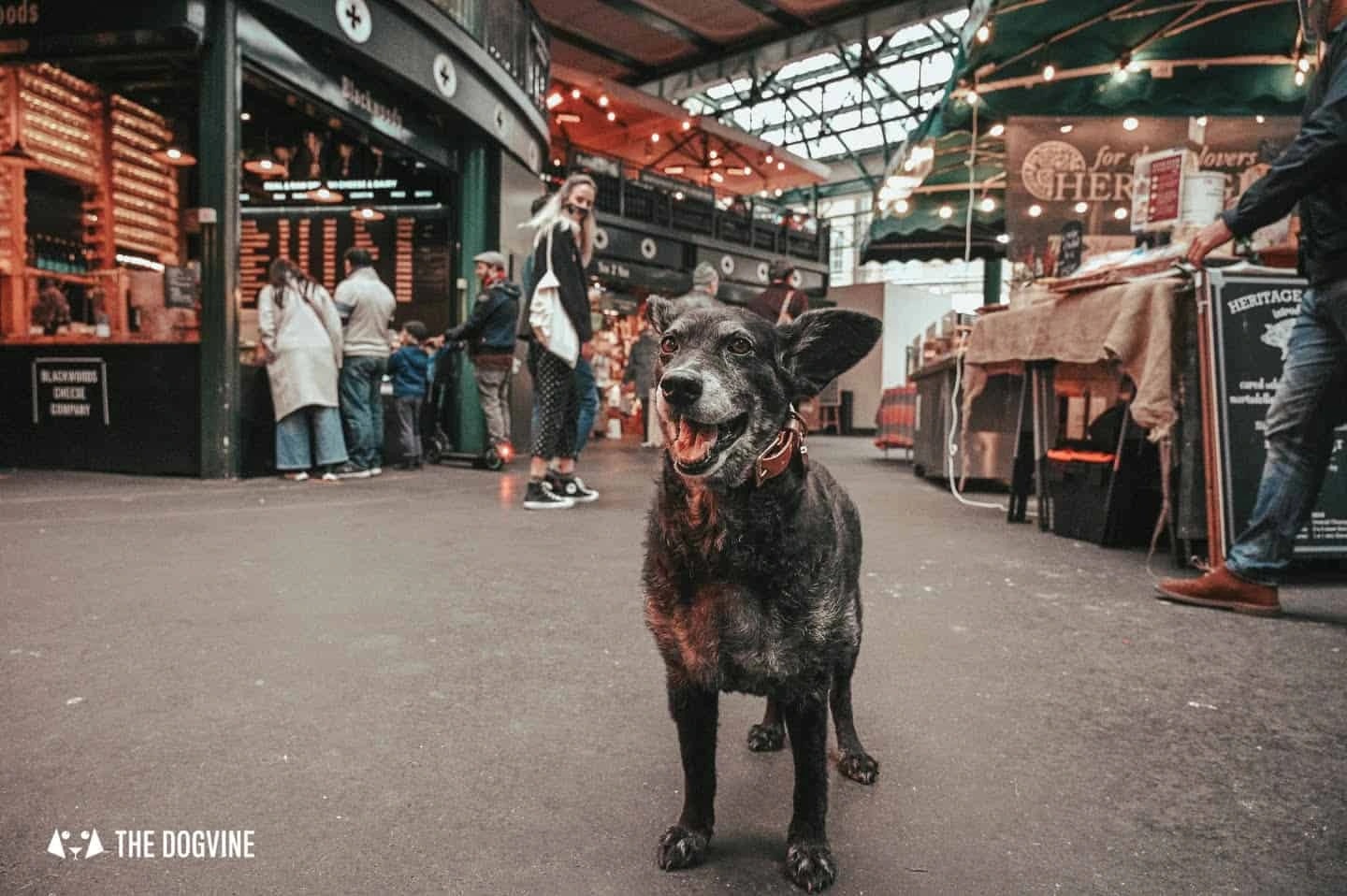 Market Place Launches Dog-Tails Campaign for Pet-Friendly Food Halls — 4