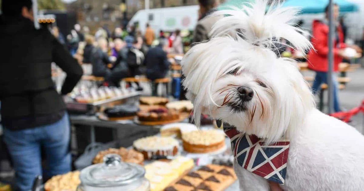 Market Place Launches Dog-Tails Campaign for Pet-Friendly Food Halls