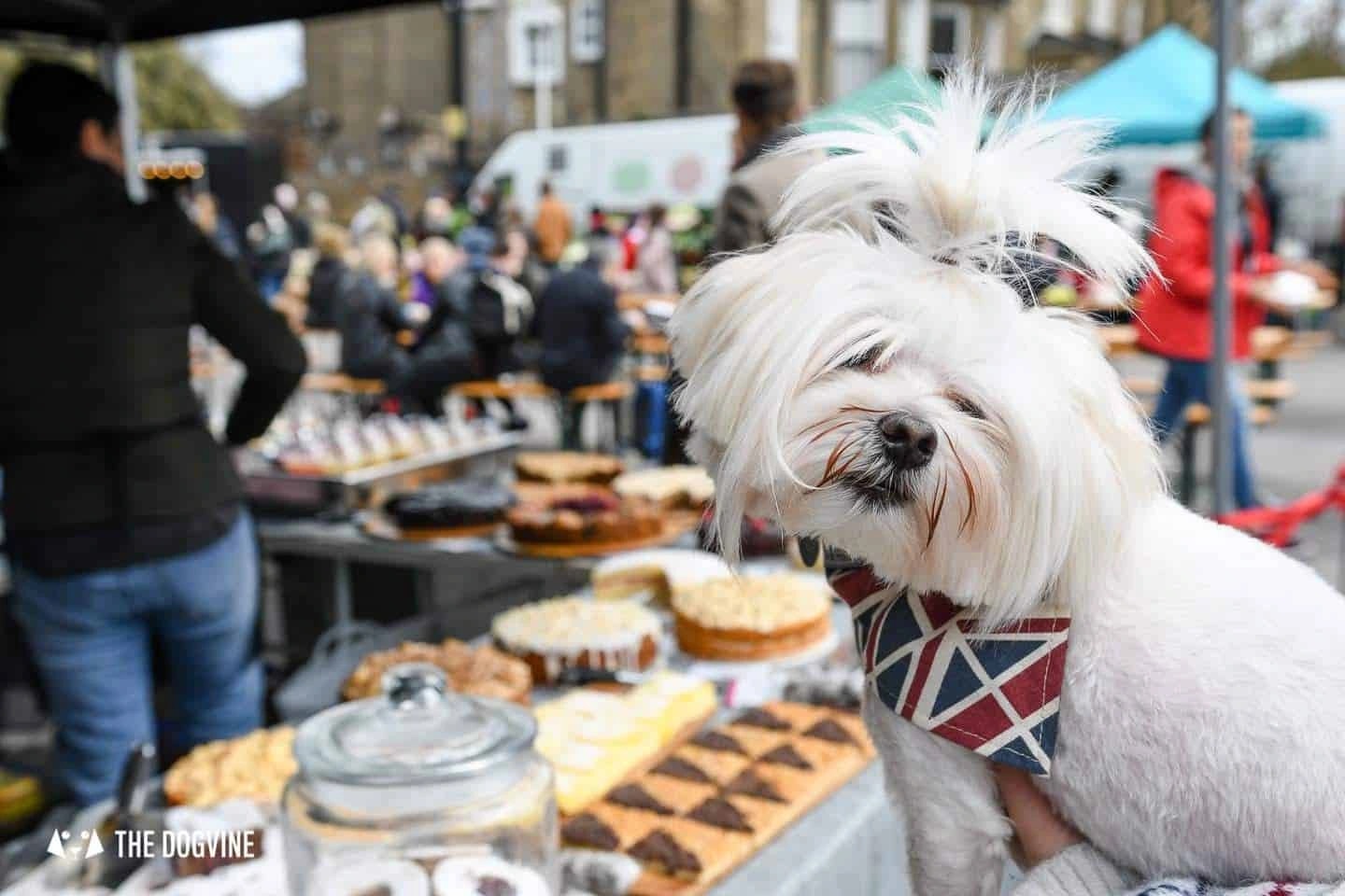 Market Place Launches Dog-Tails Campaign for Pet-Friendly Food Halls
