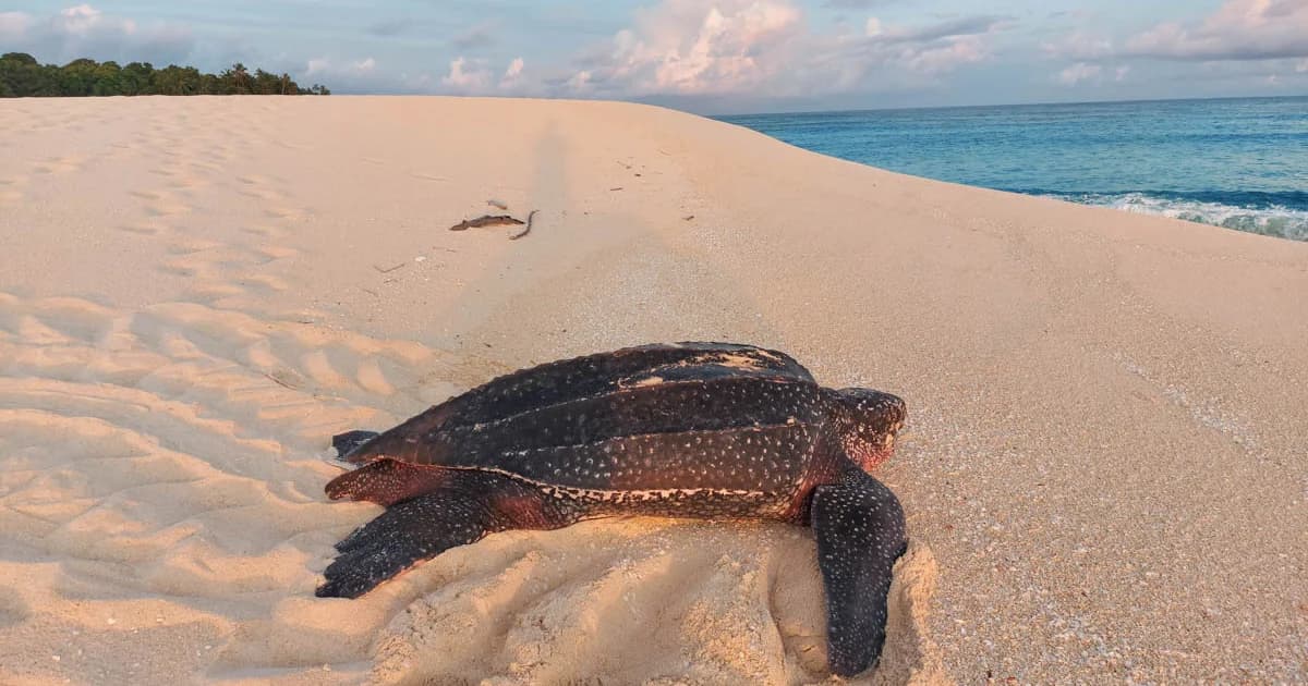 GUT Lands Turtle Beach Gaming Accessories AOR